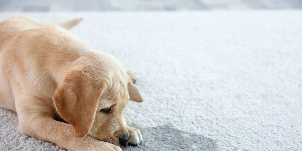 Eco-friendly cleaning products being applied to neutralize pet odors on upholstery