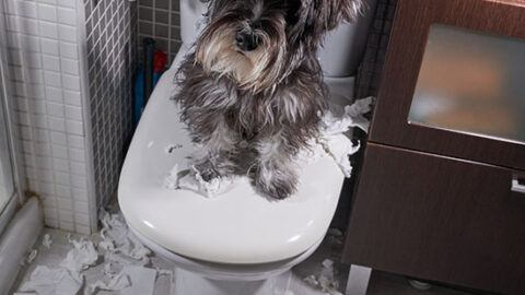 dog sitting on toilet after tearing tissue